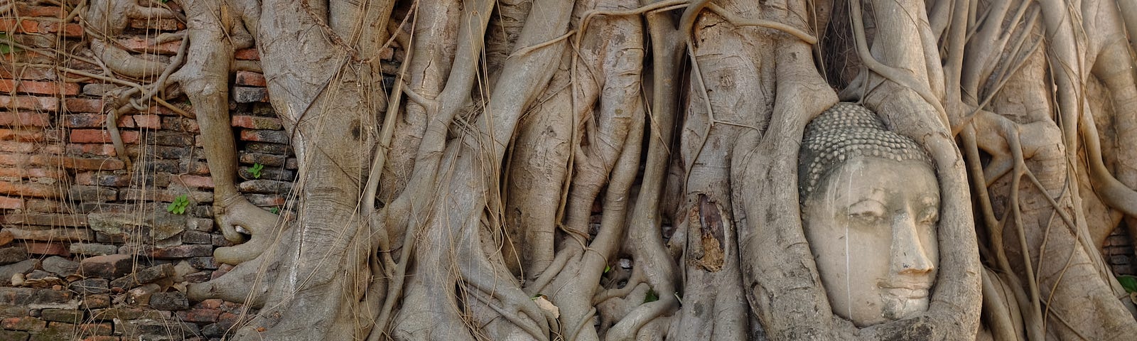 a Buddha face in a mass of tree roots or branches