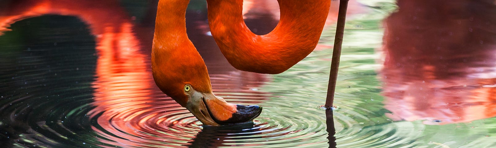 a flamingo who sees himself as reflection on water