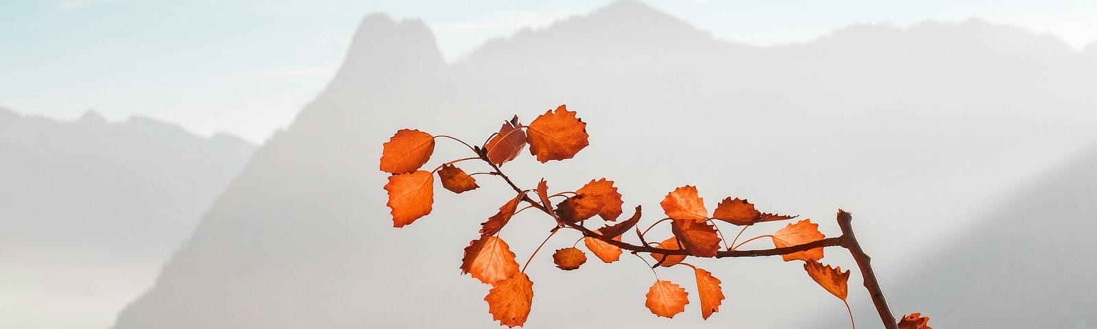 Misty mountain, sky, and ocean background. Foreground is a thin prank with autumn leaves along its length.