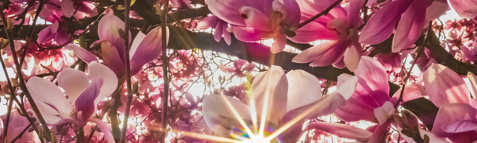 Reflecting sunlight on pink manolias