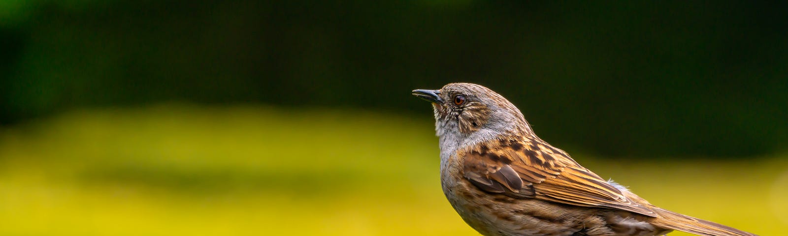 small brown bird resting atop a gravestone on a sunny day