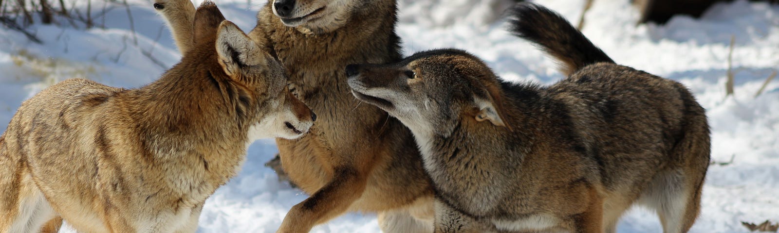 Red wolf pack playing