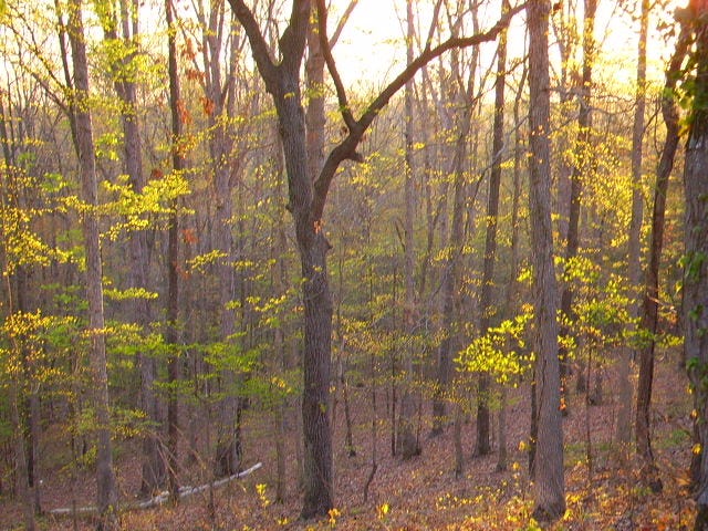 dawn in a woodland barely leafed in early Spring