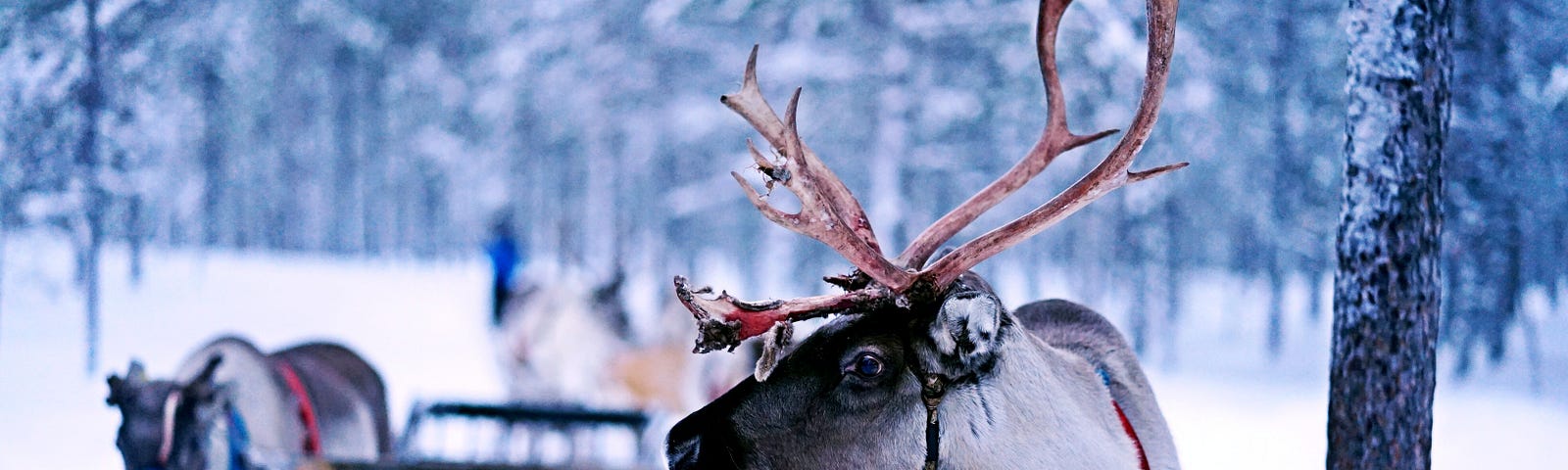 Reindeer in the snow pulling a sled.
