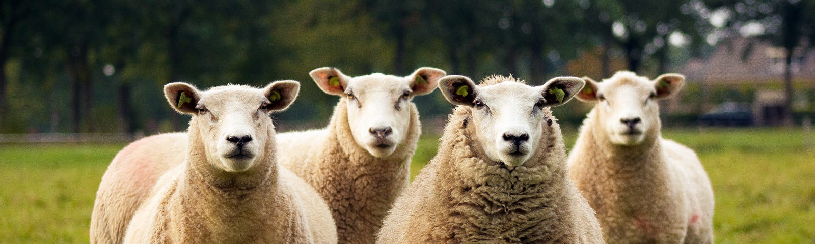 Four sheep look directly at us. Sleep debt refers to the cumulative lack of sleep experienced by an individual due to insufficient sleep duration or poor sleep quality over some time.