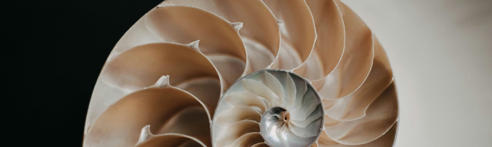 spiral in a shell with a background divided, half black, half white