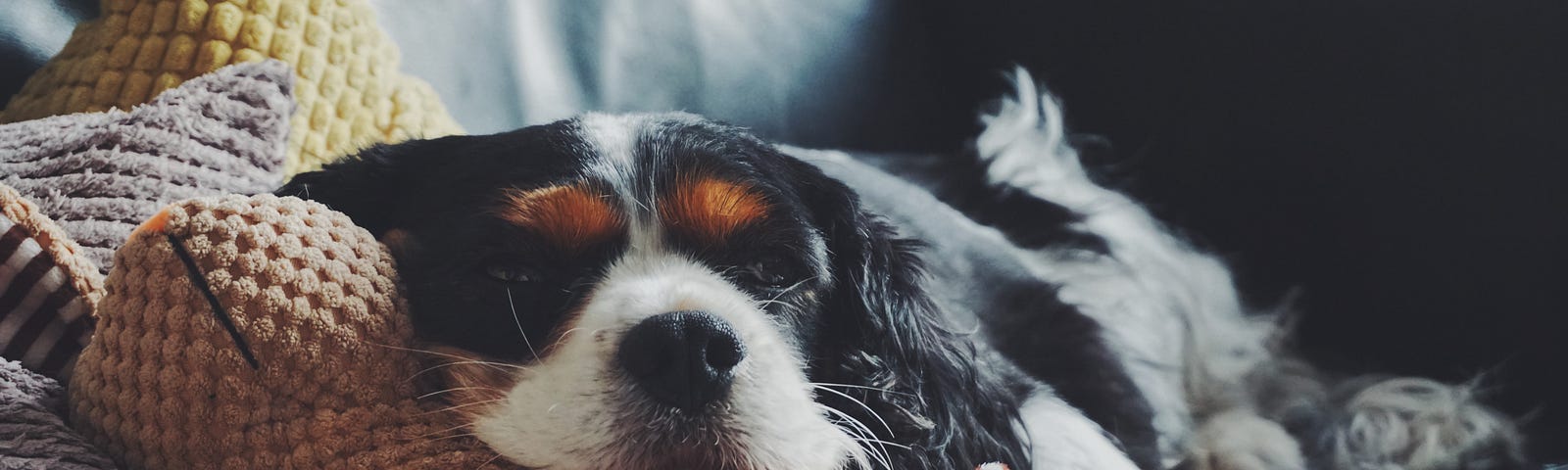 Tri-color spaniel resting on a sofa with its favorite toy.