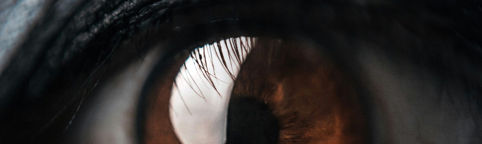 An eye with a reg-orange iris. The skin and eyelashes are covered with black and grey makeup.