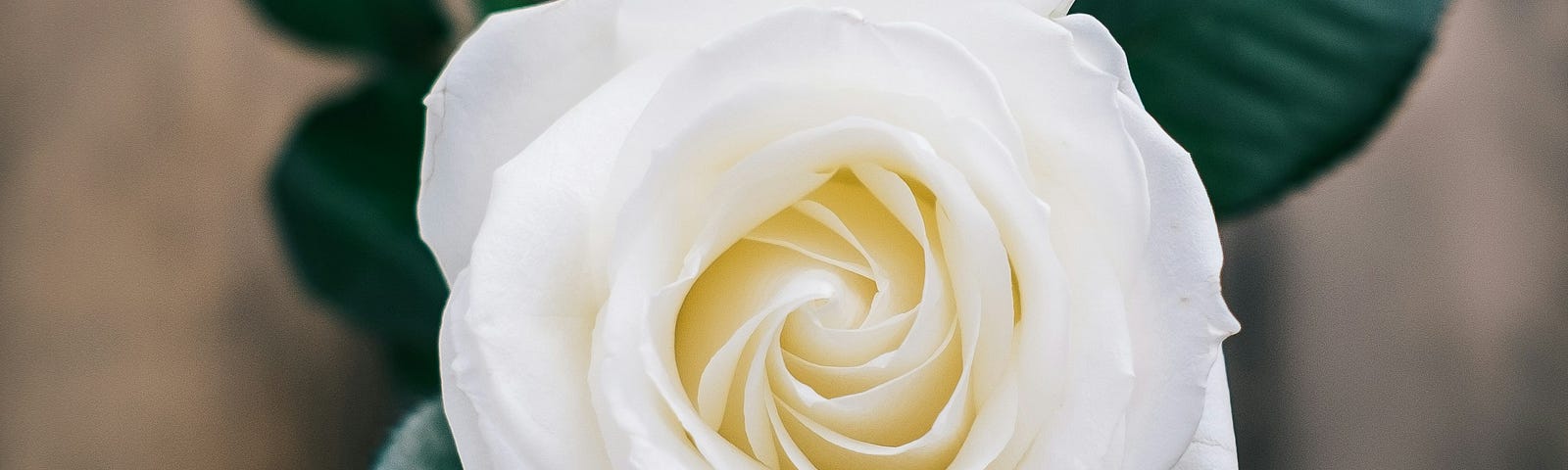 White rose. Still. No wanting. Just being. Surrender and be free.