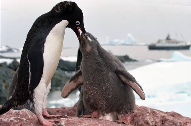 Adelie penguin feeding its young