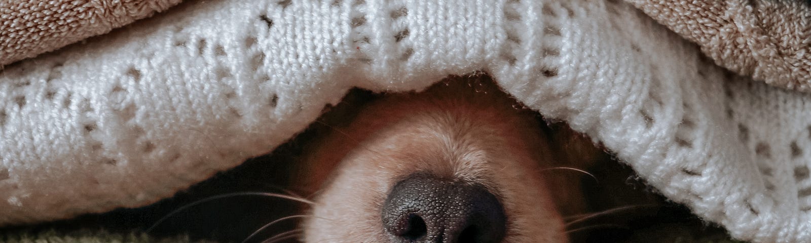 A dog’s nose peeks out from a pile of sweaters (a bunch on top of him, and a bunch below, of various colors). The dog’s colorings are those of a golden retriever, but we only see his/her snout.