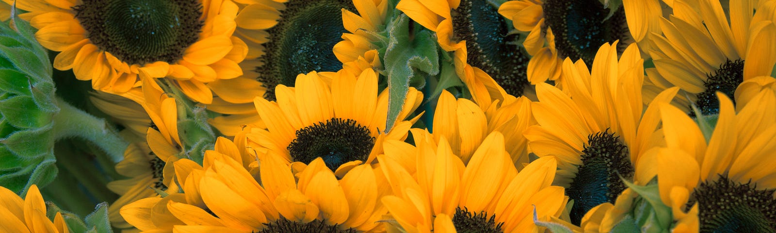 sunflowers