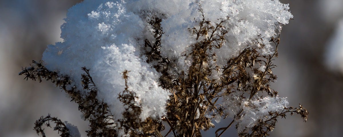 Snow tops a dried plant in the meadow of Essex Park.