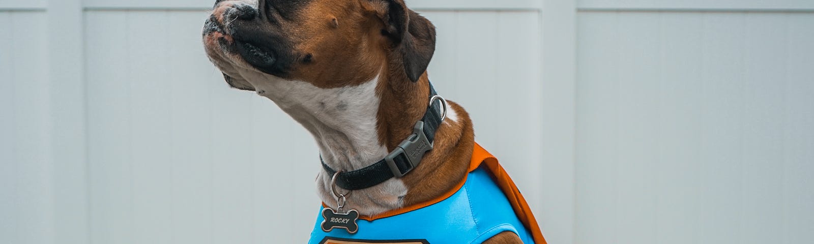 A boxer dog wearing a superhero (Superman) costume.