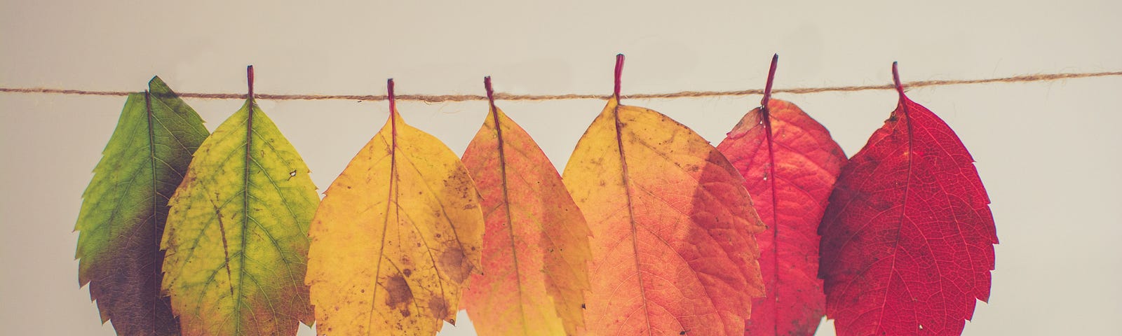 Seven leaves lined up, showing a change from green to yellow to auburn