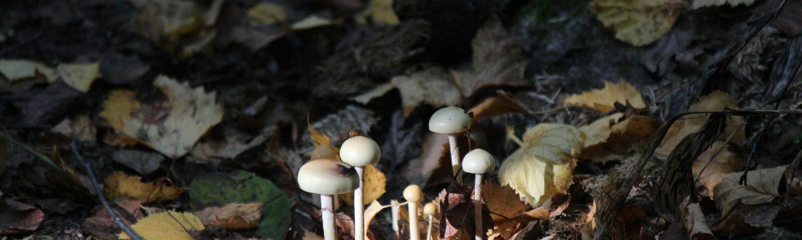 Little mushrooms growing on a forest floor