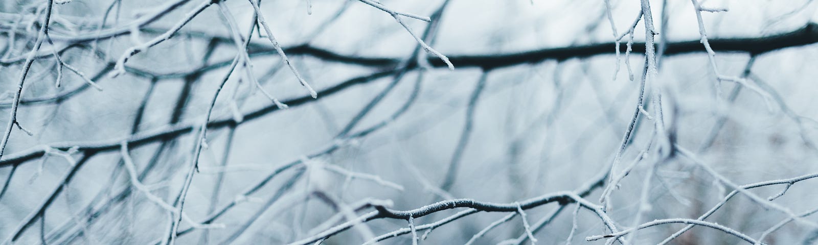 Tree branches encased in ice after a snow storm, against a backdrop of an overcast winter sky.