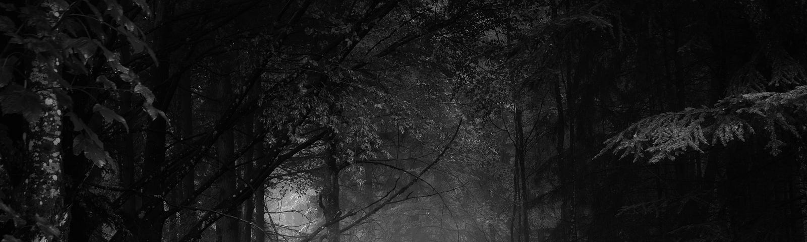 A dark road with trees, black and white.