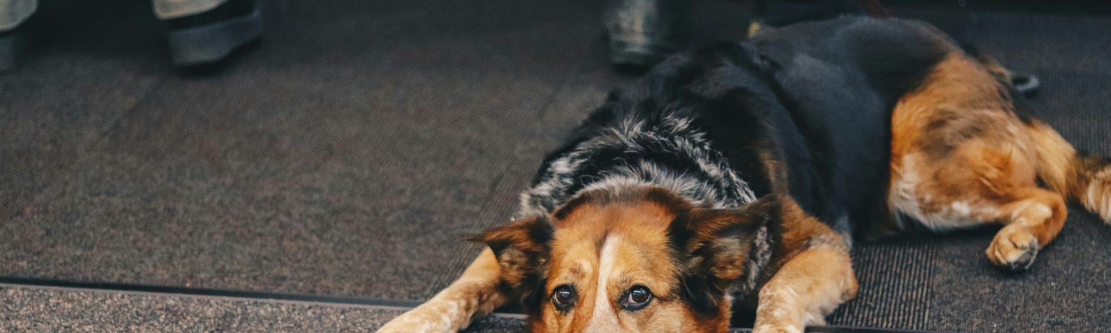 Dog laying on the floor.