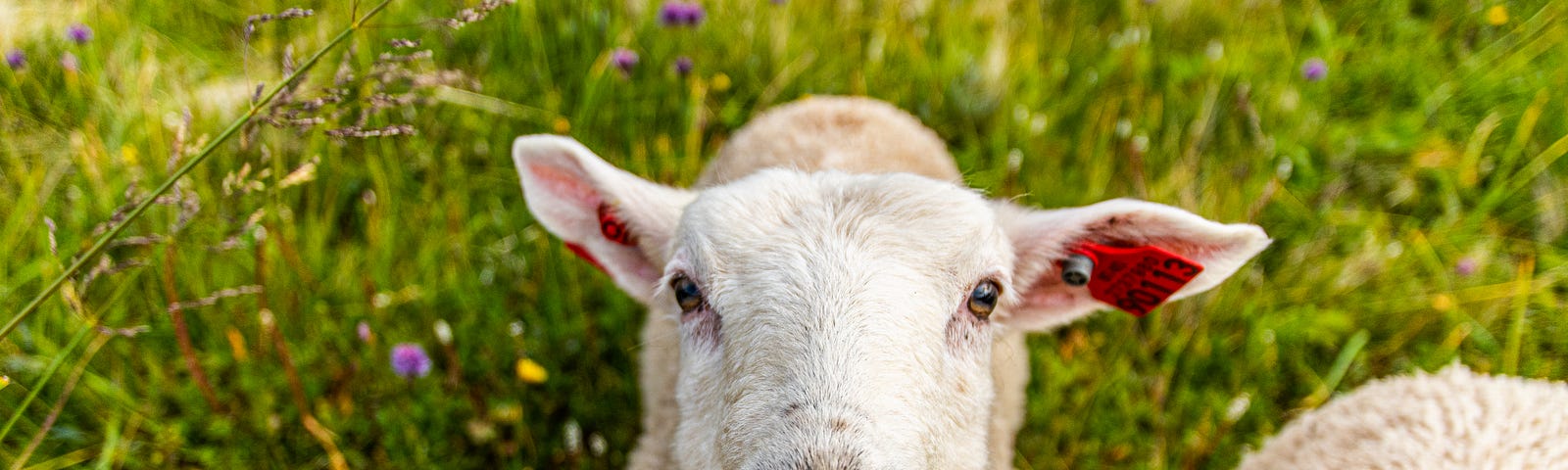 Close up of a white sheep staring up into the lens of the camera