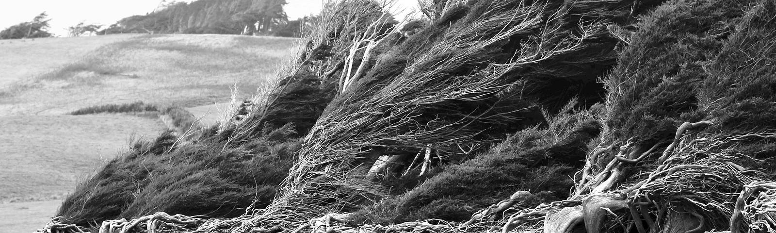 A row of low trees blasted by the wind. Black and white photo.