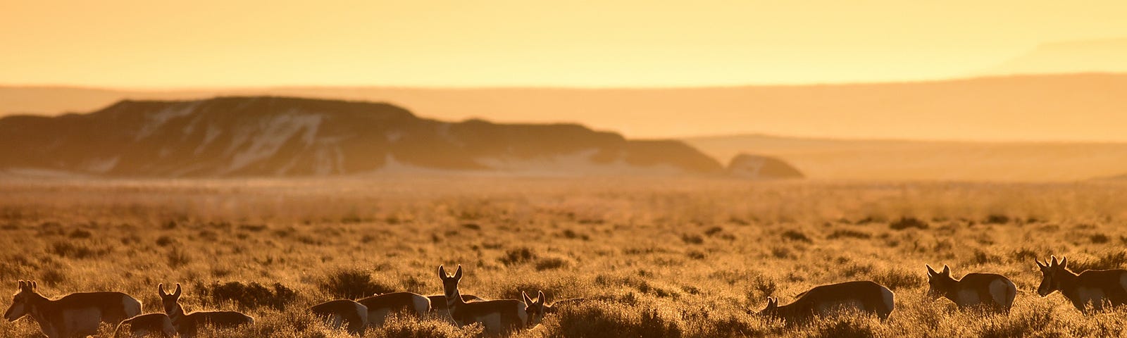 Pronghorn in Sagebrush Sea