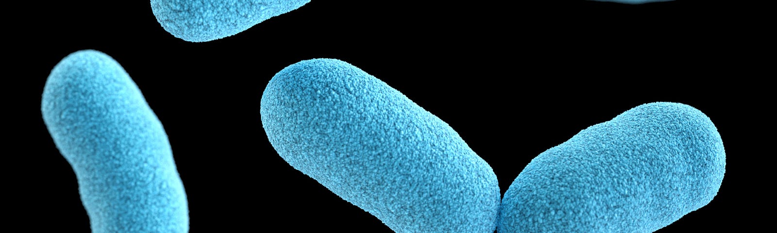 microscope photo of bacteria