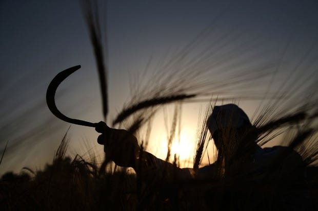 Un agricultor palestino cosecha trigo cerca de la valla de separación del estado de Israel con Gaza, el 19 de abril. (Foto: AFP)