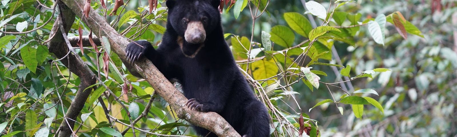 Sun bear in tree