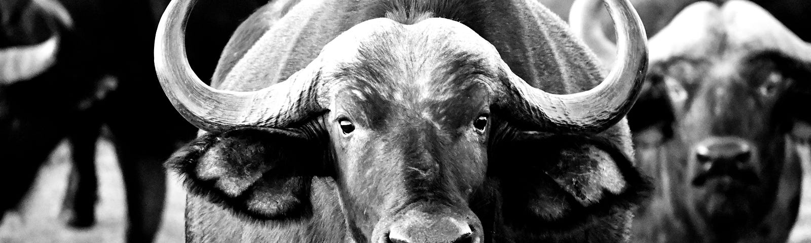 black and white picture of a buffalo