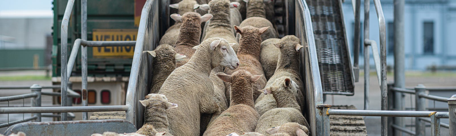 A heard of sheep on an elevator