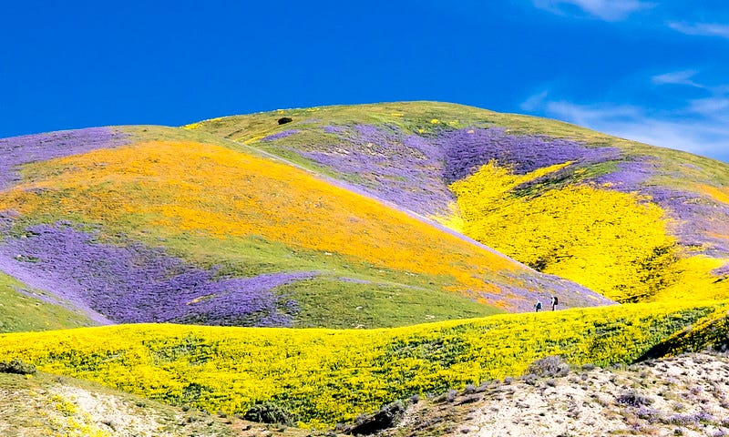 Carrizo Plain National Monument California superbloom