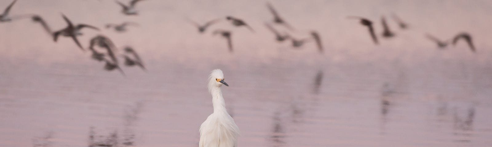 Snowy Egret wading with flying birds in background