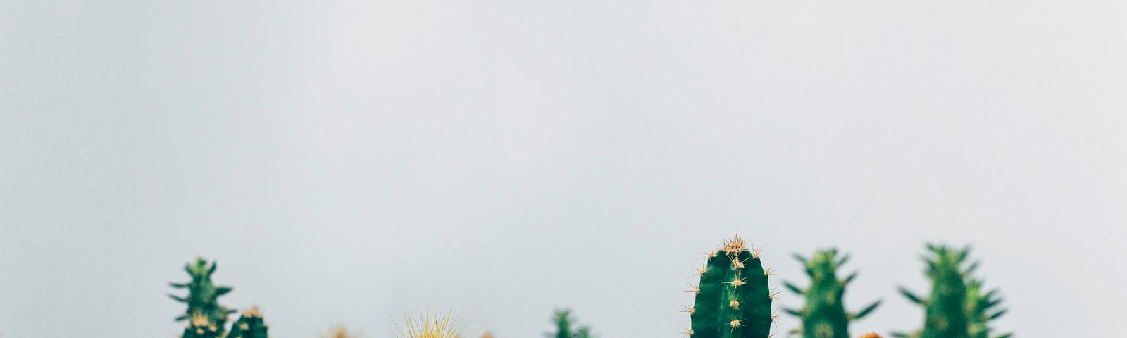 cacti against a grey, white sky