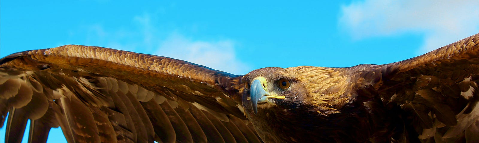 Close-up of a brown eagle spreading its wings. Blue sky in the background.