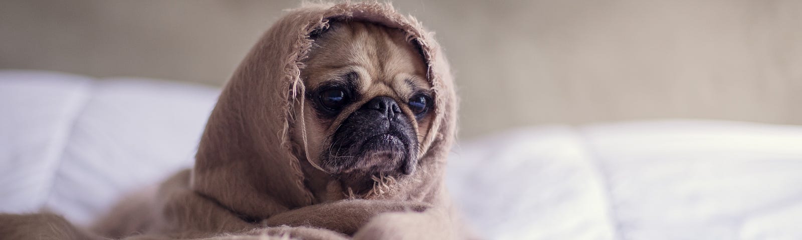 Boxer dog is wrapped in a blanket, with only his face visible as she sits on a bed with a white covering.