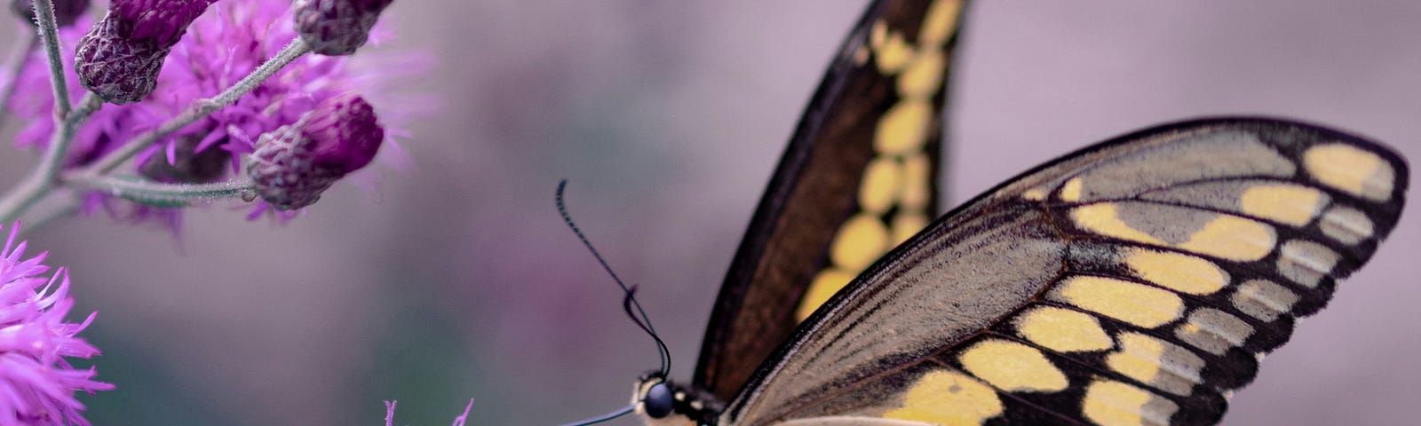 A butterfly feeding from a flower