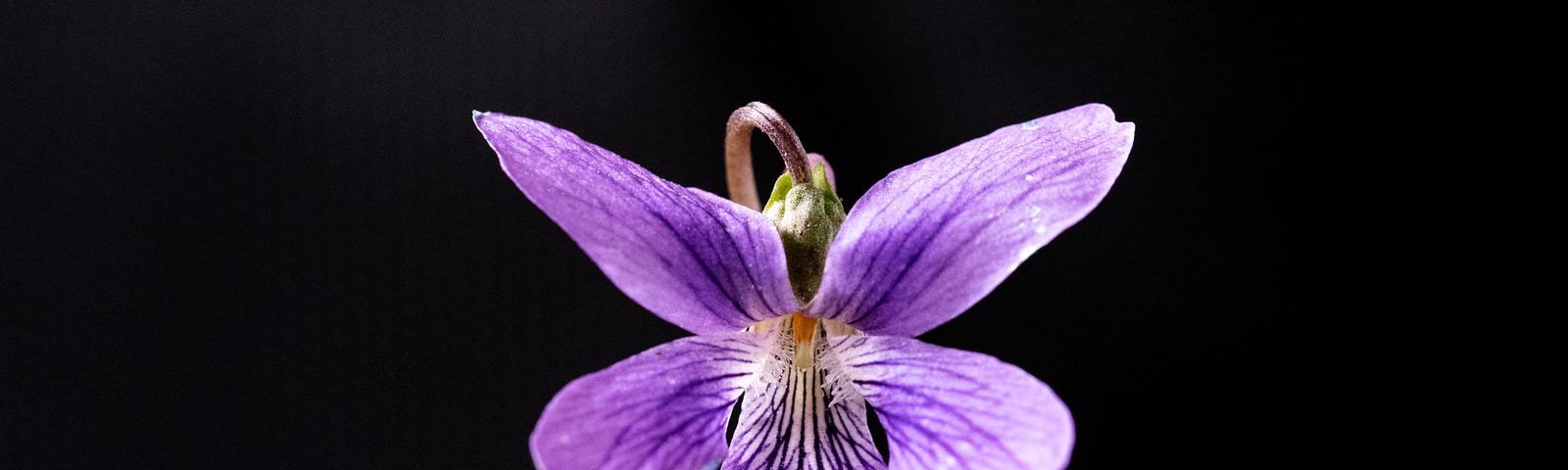 Iris Flower