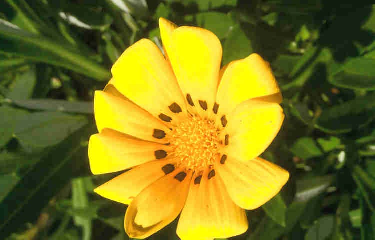 Yellow daisy with black dashes on petals near the centre.