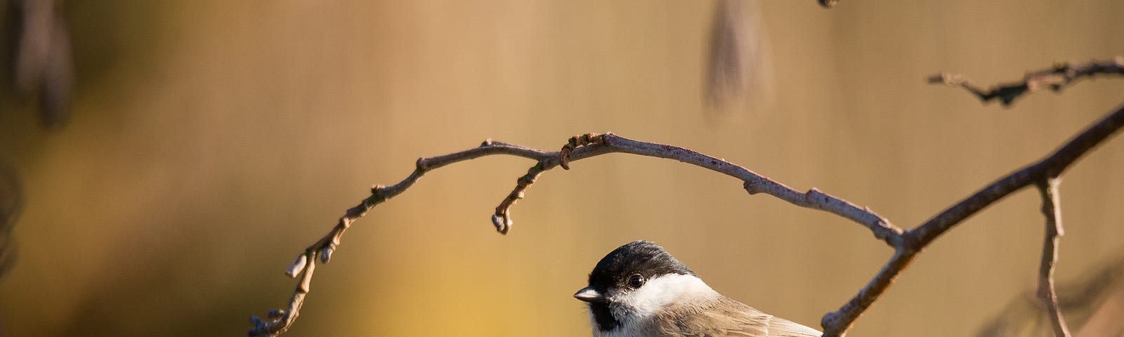 Small titmouse in a Willow tree branch