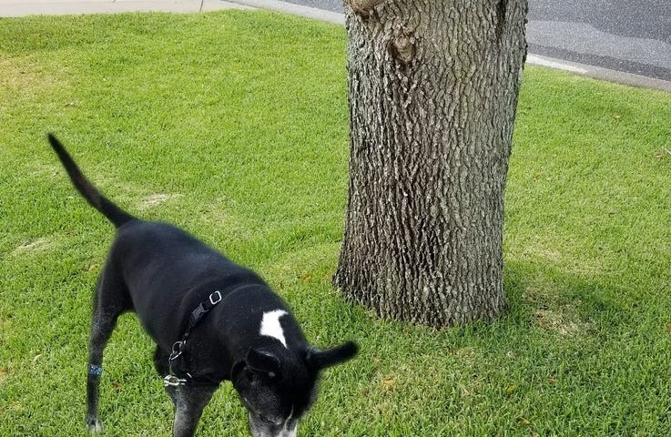 Two dogs by an Oak tree