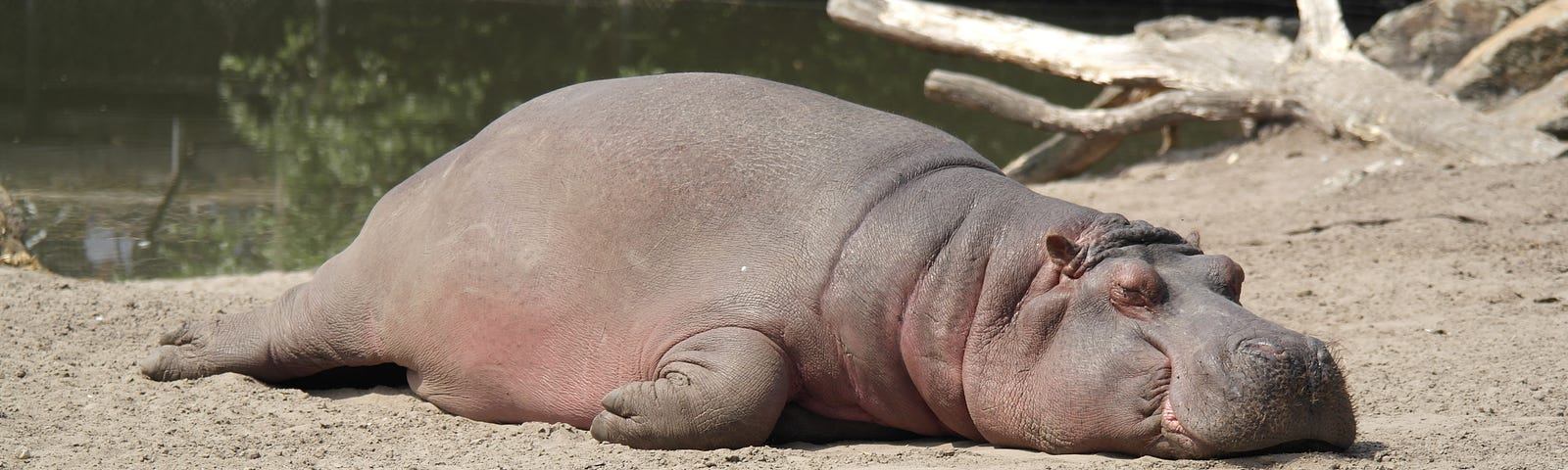 Hippo, laid flat out, on the gravel, in the sun.