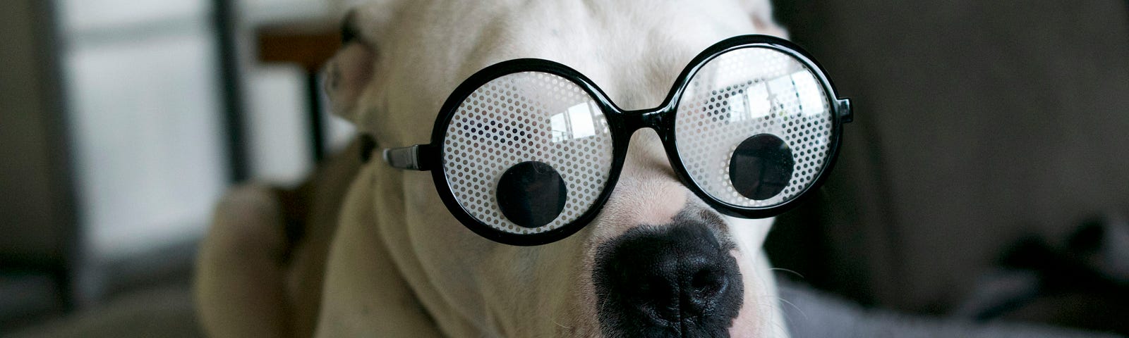 Dog wearing silly glasses, looking surprised.