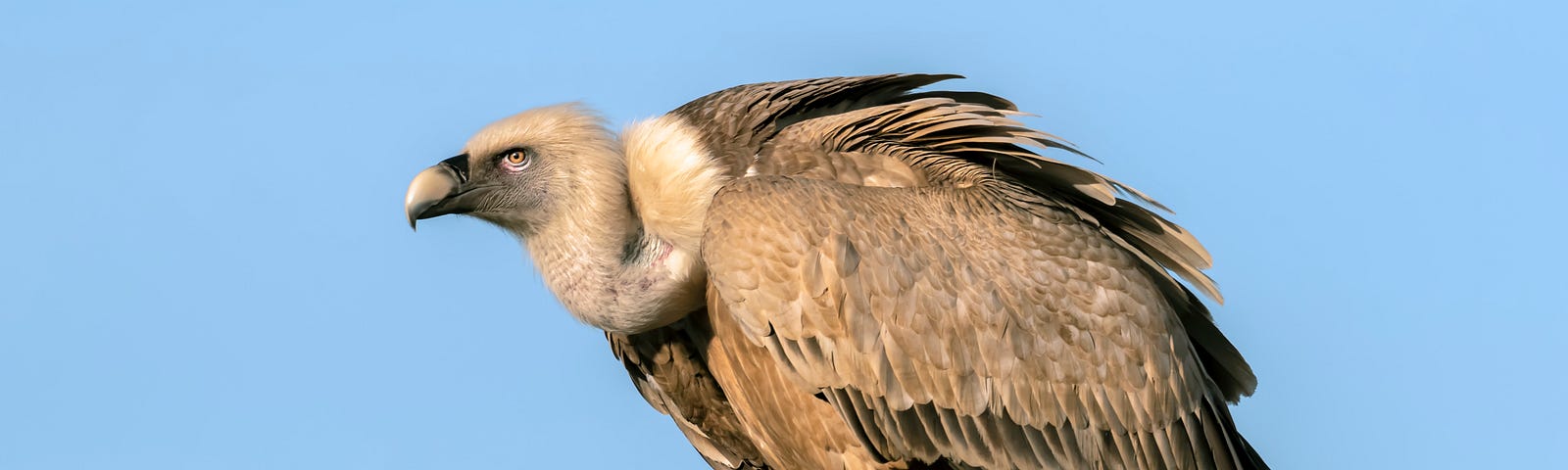 Turkey Buzzard