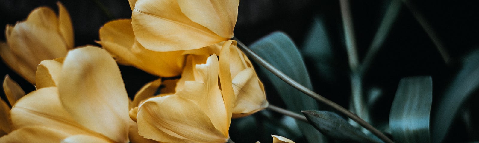 A darkened shaded contrast shot of a bouquet of yellow tulips slanted on their side as if askew from its foreboding use at a casket of a funeral.