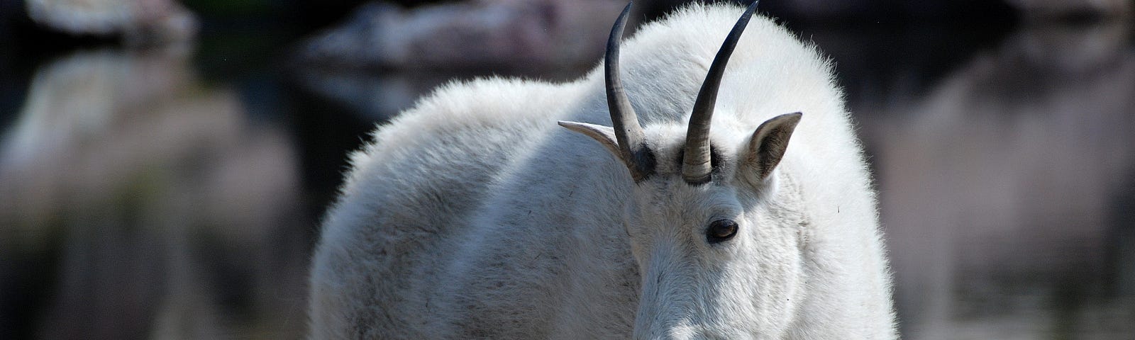 photo of white mountain goat