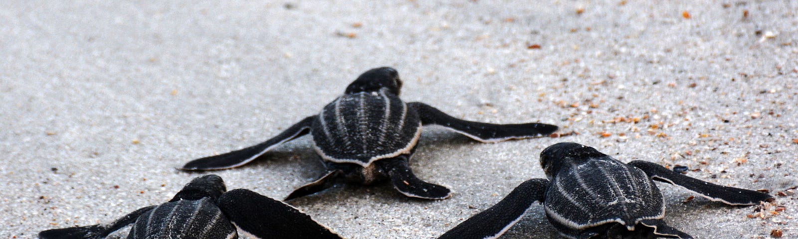 Leatherback sea turtle hatchlings leaving the nest 