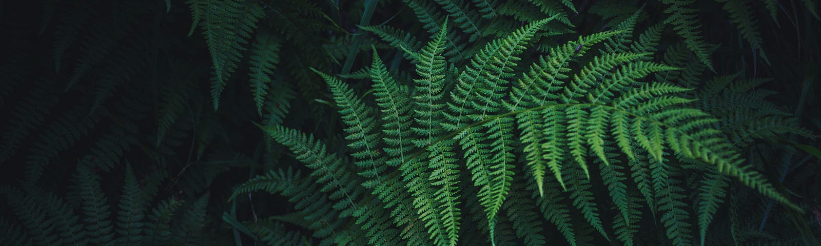 A group of fern leaves shrouded in pitch black darkness