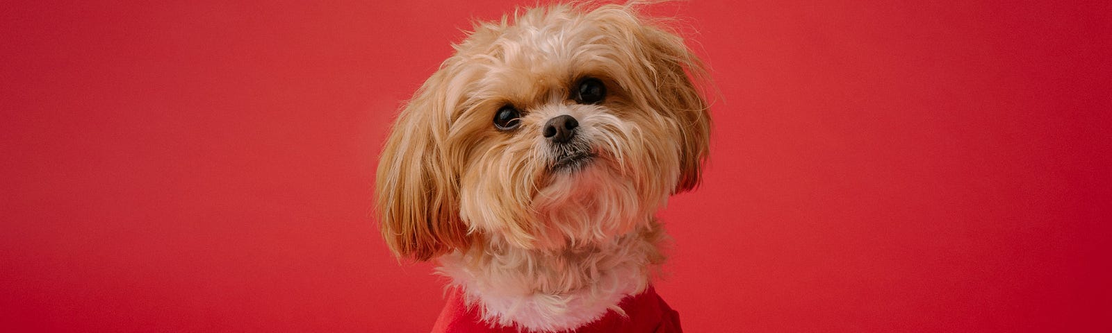 Cute poodle in a red Christmas outfit photographed in front of a red background