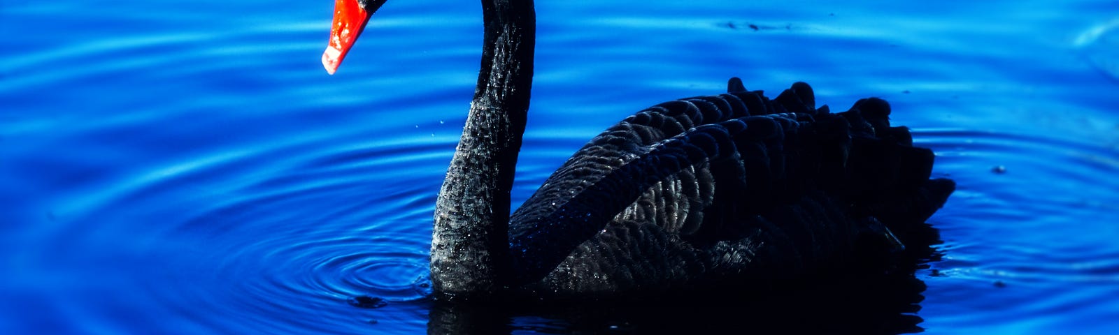 A black swan in a deep blue pool of water with ripples going outward